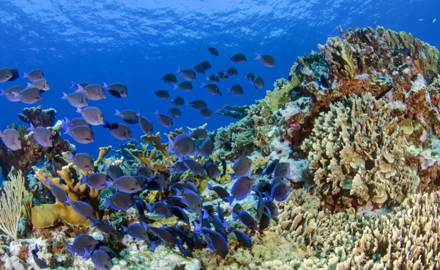 Peces de Arrecife - Claves para entender y proteger su ecosistema