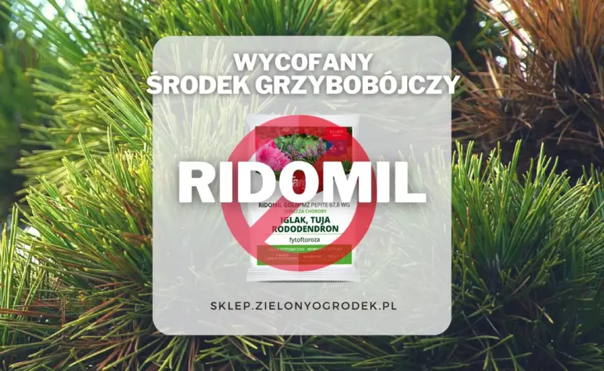 Ridomil Gold wycofany? Co naprawdę działa dziś w Polsce