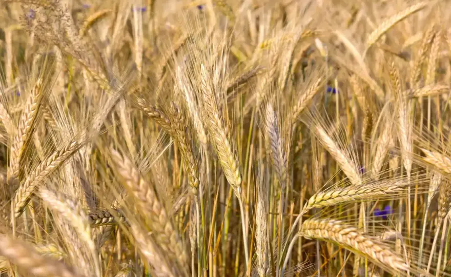 Dose de semences triticale - Optimisez votre rendement