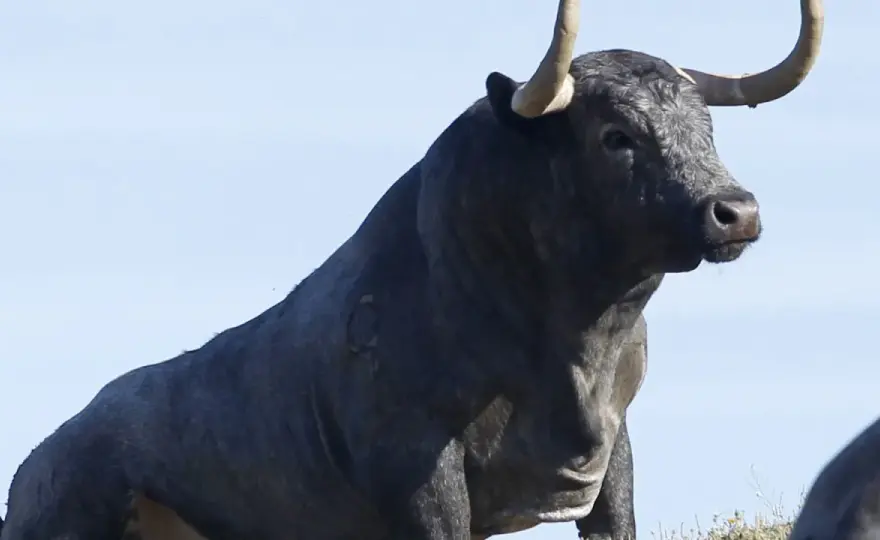 Ganadería El Torreón - Historia, encaste y claves del toro bravo