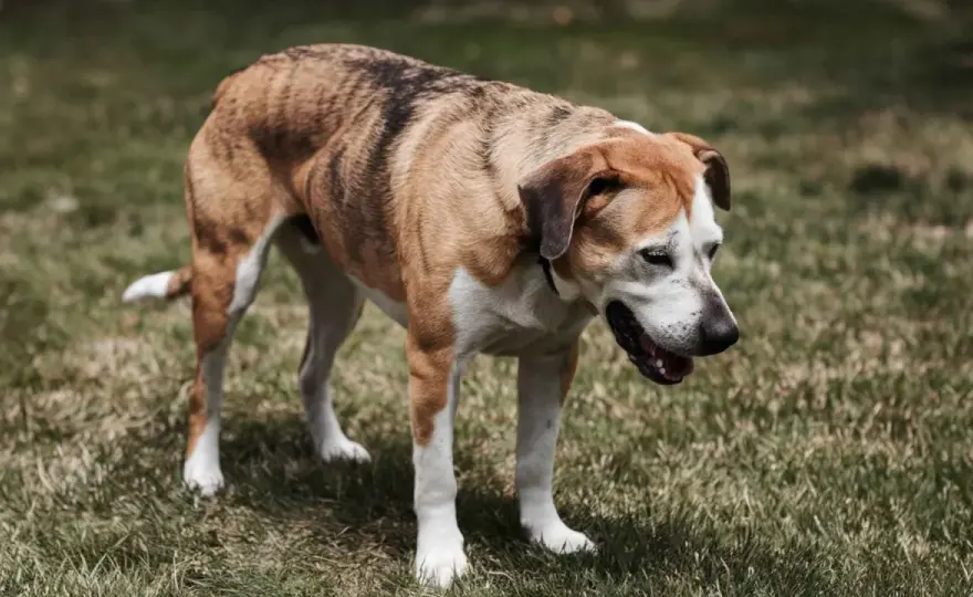 Mi perro tose como si tuviera algo - Qué hacer y cuándo ir al vet