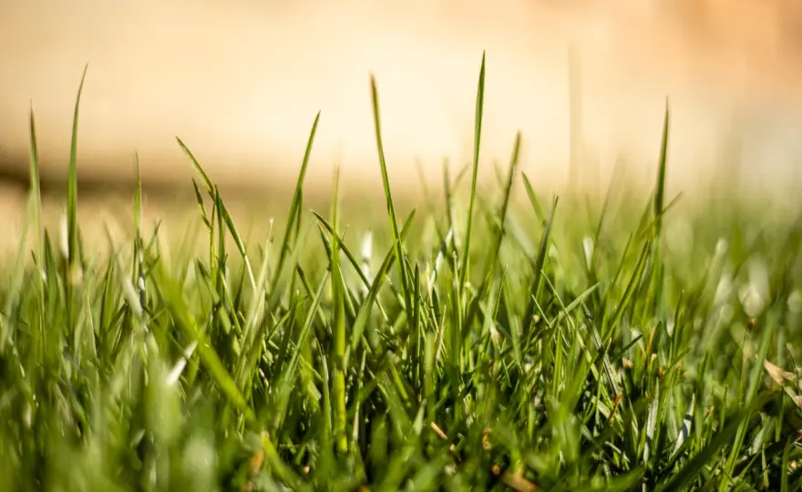 Verde chiaro: usalo bene, evita gli errori più comuni