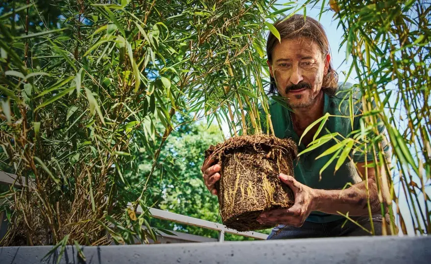 Bambu i kruka - välj rätt sort och få den att klara vintern