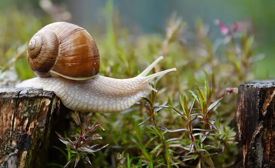 Remède de grand-mère escargots - Lequel marche vraiment ?
