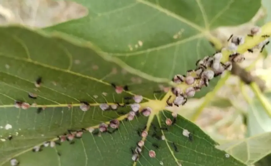 Cocciniglia del fico, come riconoscerla e combatterla