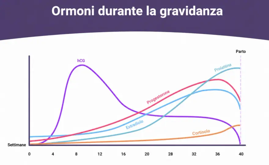 Beta hCG alta, sono gemelli? Quando lo conferma l’ecografia