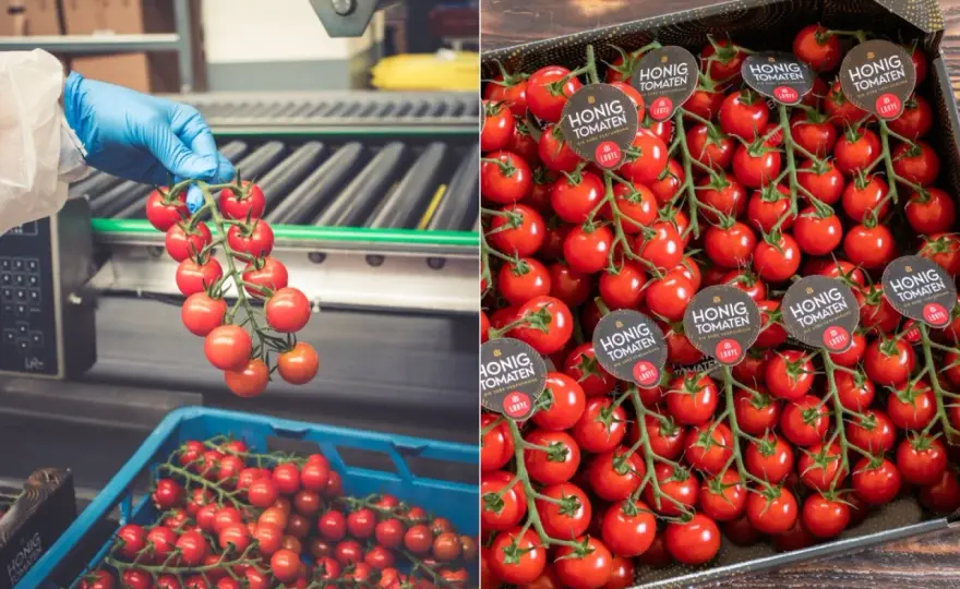Honigtomaten richtig wählen und in der Küche nutzen