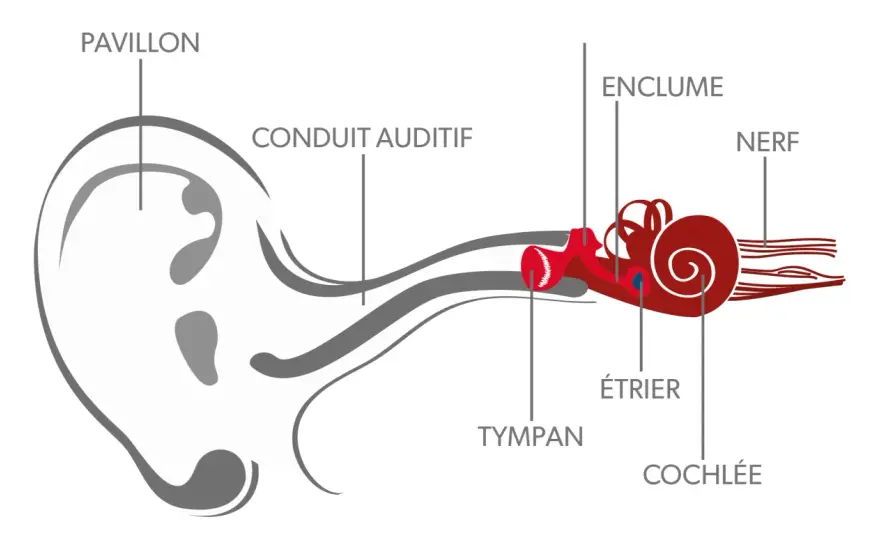 L'oreille - Comment ça marche et comment la protéger ?