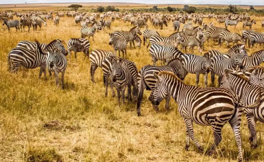 Namibia kiedy jechać: najlepszy czas na safari i obserwację dzikiej przyrody