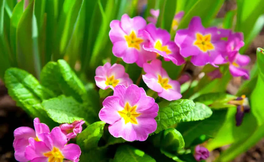Primevère au jardin - plantation, entretien et floraison