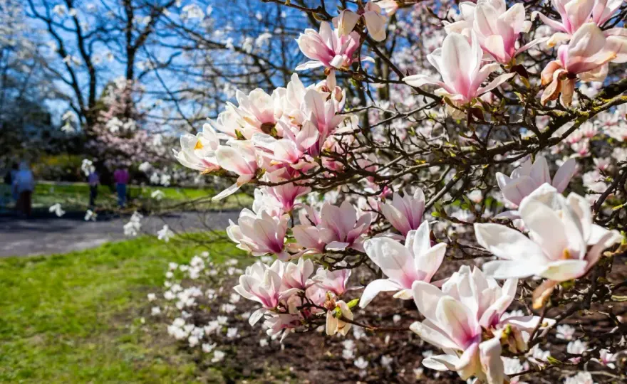 Kiedy kwitnie magnolia? Odmiany i terminy - Poradnik