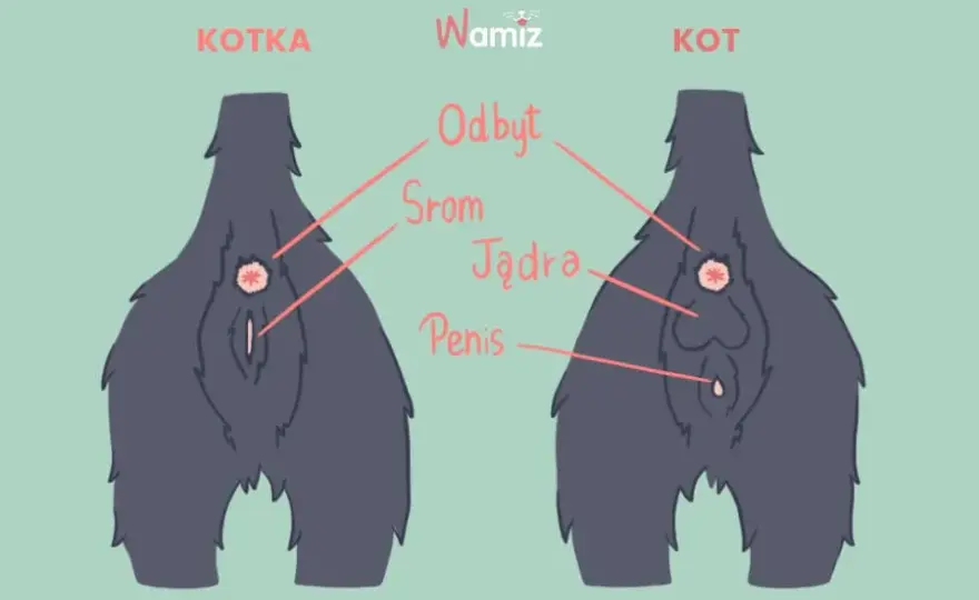 Jak odróżnić kota od kotki? Średnik czy dwukropek? Sprawdź łatwo!