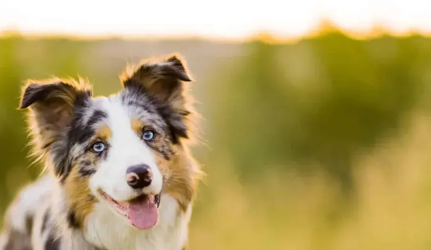 Ile waży border collie? Tak rozpoznasz prawidłową masę