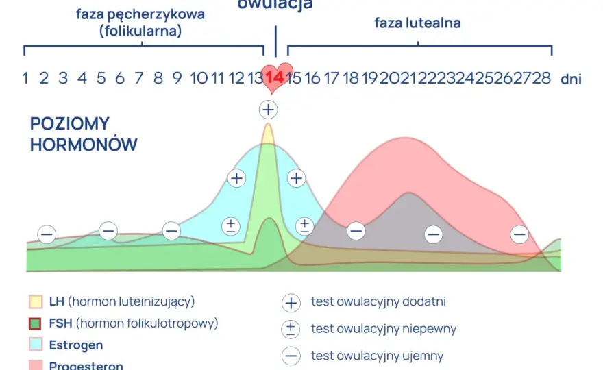 Badanie estradiolu - kiedy ma sens i jak czytać wynik