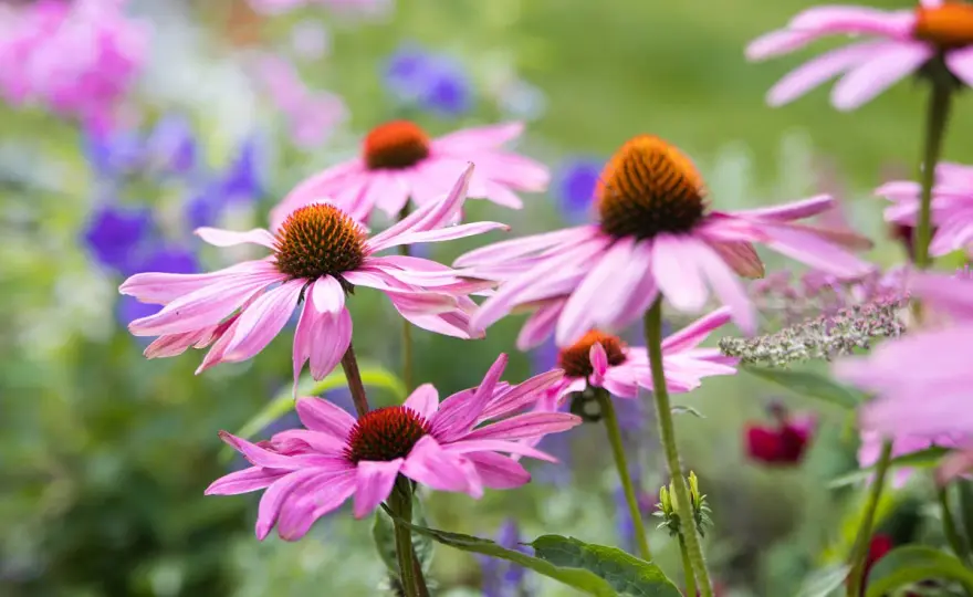Echinacea e intestino - aiuta o può irritarlo?