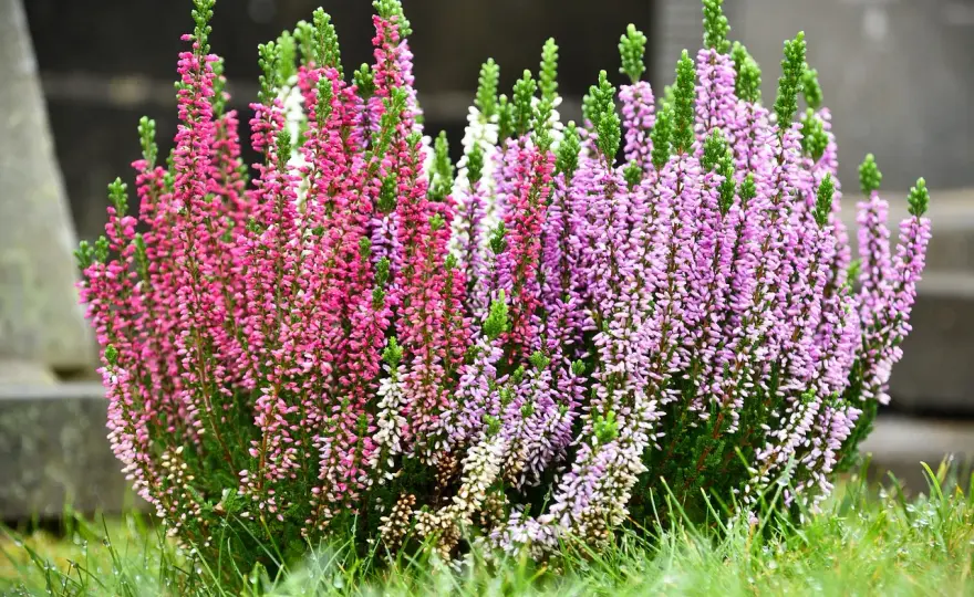 Piante autunnali da esterno - Balcone e giardino perfetti!