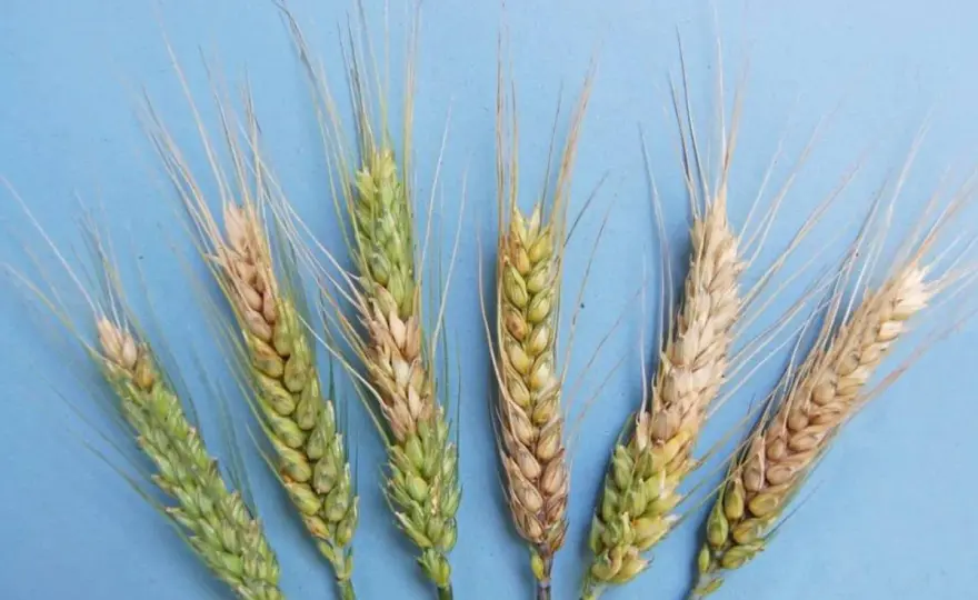 Fusariosi del grano, come prevenire perdite e DON