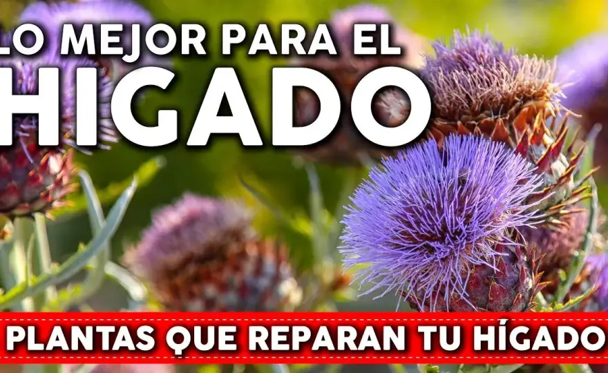 Medicamentos para limpiar el hígado: mejora tu salud hepática hoy