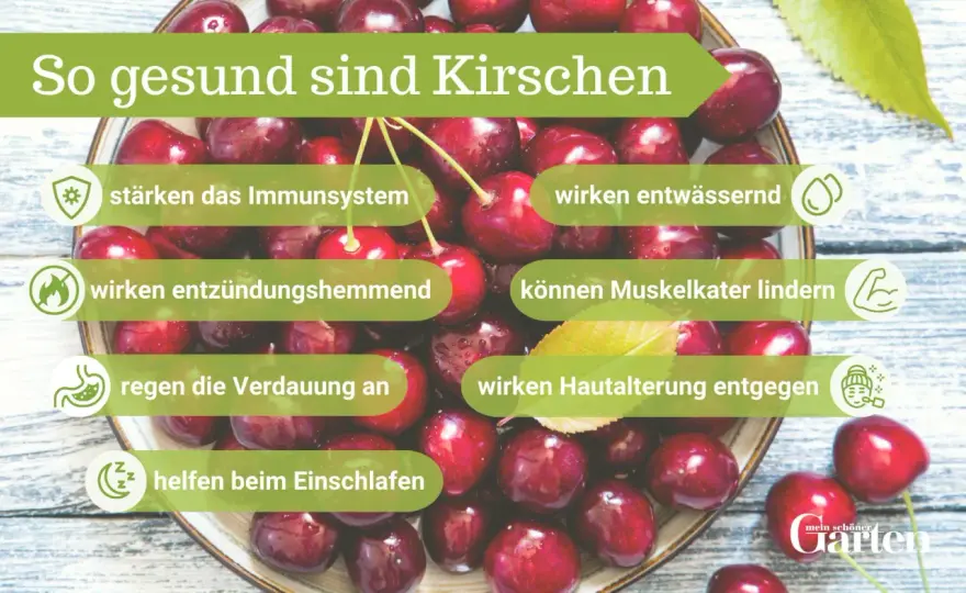 Kirschen gesund genießen - wie viel wirklich sinnvoll ist