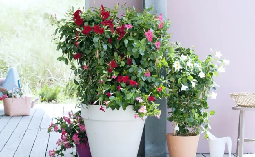 Mandevilla na balkonie - Jak uprawiać, by kwitła całe lato?