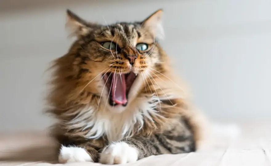 Chaton de 5 mois - Mauvaise haleine - Quand s'inquiéter ?