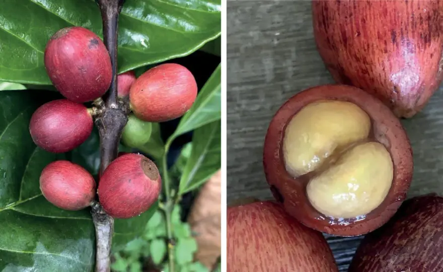 Kawa - Arabica, Robusta, Liberica: Co wybrać i dlaczego?