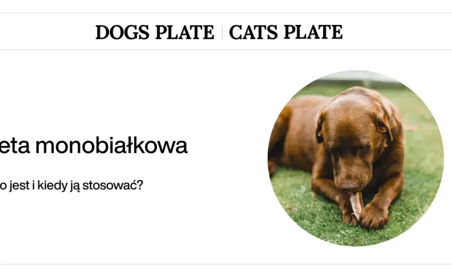 Dieta niskobiałkowa dla psa - kiedy pomaga, a kiedy szkodzi