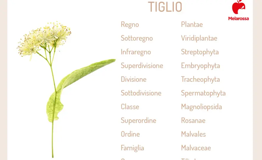 Tiglio - Riconoscerlo, Usi e Tisana: Guida Completa