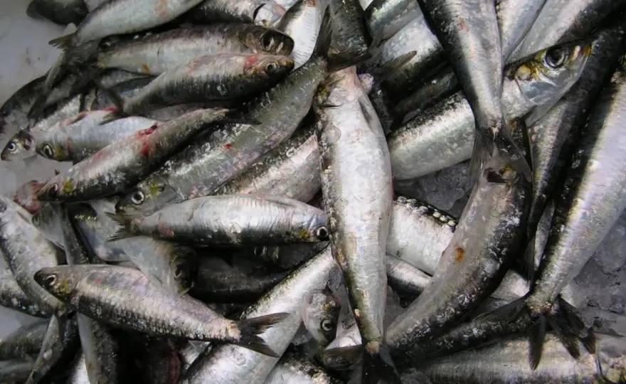 Qué es el xeito y cómo sigue marcando la pesca en Galicia