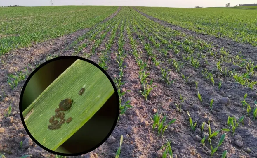 Afinto - insektycyd na mszyce: Jak działa flonikamid?
