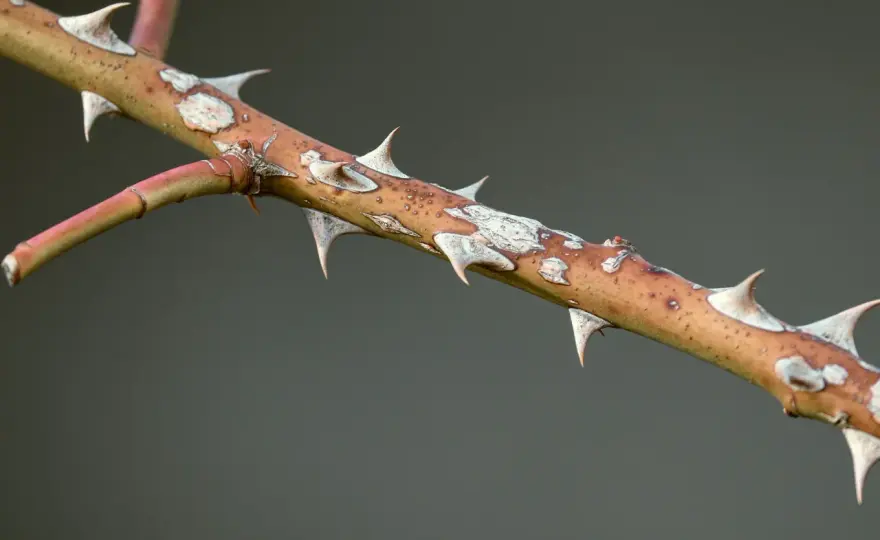 Rosen mit Stacheln oder Dornen - so erkennst du den Unterschied