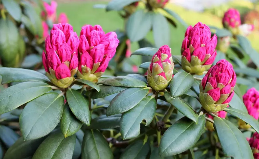 Floraison rhododendron - Quand et comment l'optimiser ?