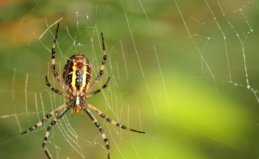 Lęk przed pająkami (arachnofobia): Poznaj objawy i pokonaj strach!