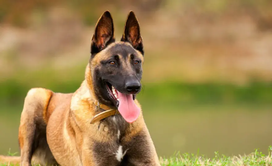 Chiens de protection de montagne - Choisir la bonne race