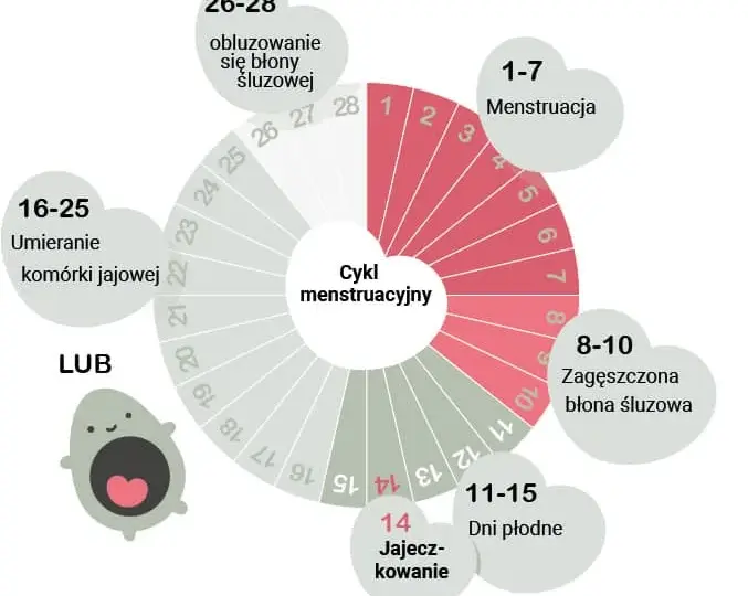 Jak obliczyć owulację? Praktyczny przewodnik dla każdej kobiety