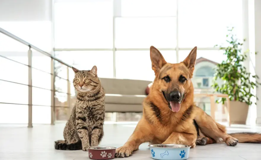 Can Dogs Eat Cat Food? The Truth & What To Do