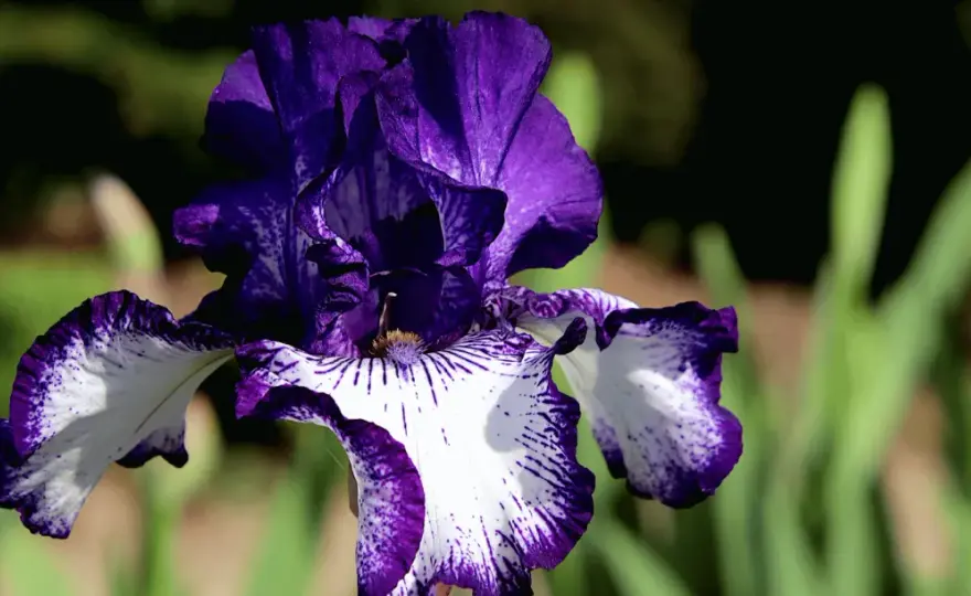 Quand planter les iris - Le guide pour une floraison parfaite