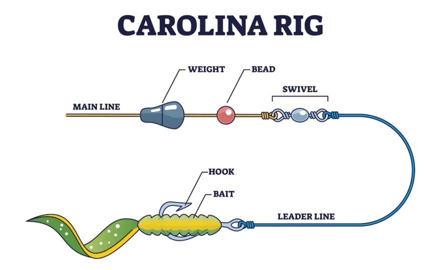 Carolina rig - Skuteczne łowienie bassa z dna. Poradnik.