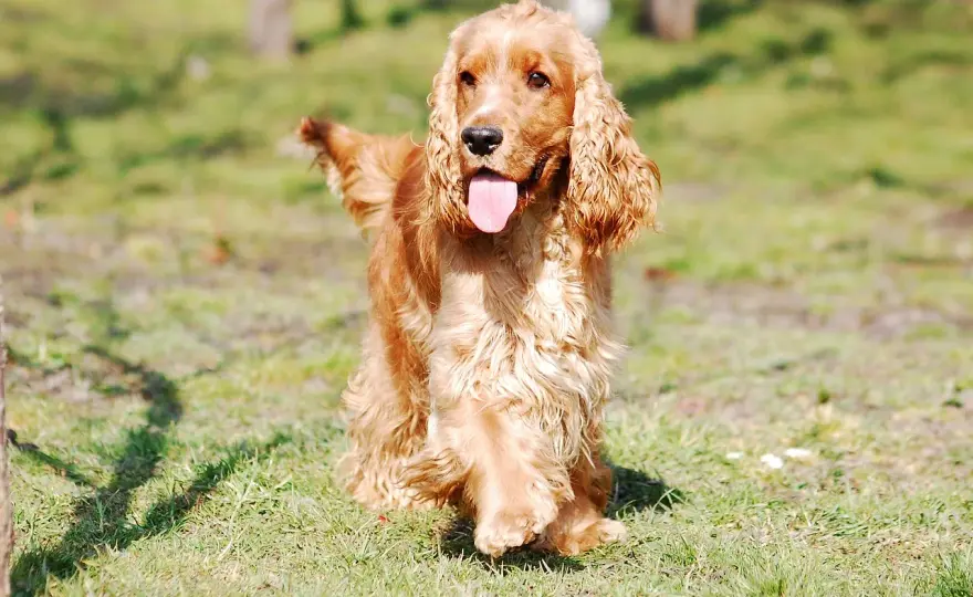 Cocker Spaniel: ¿Es el perro perfecto para ti?