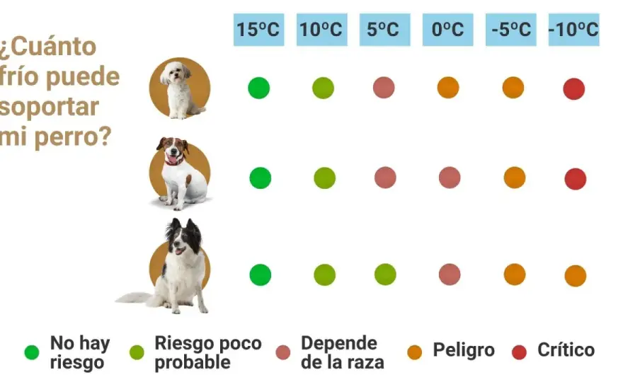 ¿Tu perro tiene frío? Señales clave y cómo protegerlo