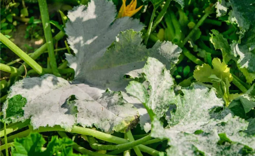 Mal bianco sulle zucchine - come riconoscerlo e fermarlo