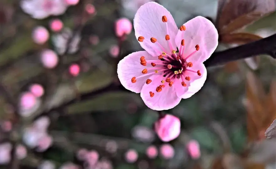 Egzotyczne kwiaty w domu i florystyce - Wybierz i pielęgnuj