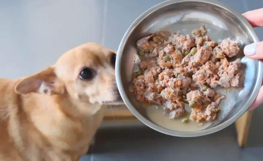 Dieta renal casera para perros - ¿Es la mejor opción para tu perro?