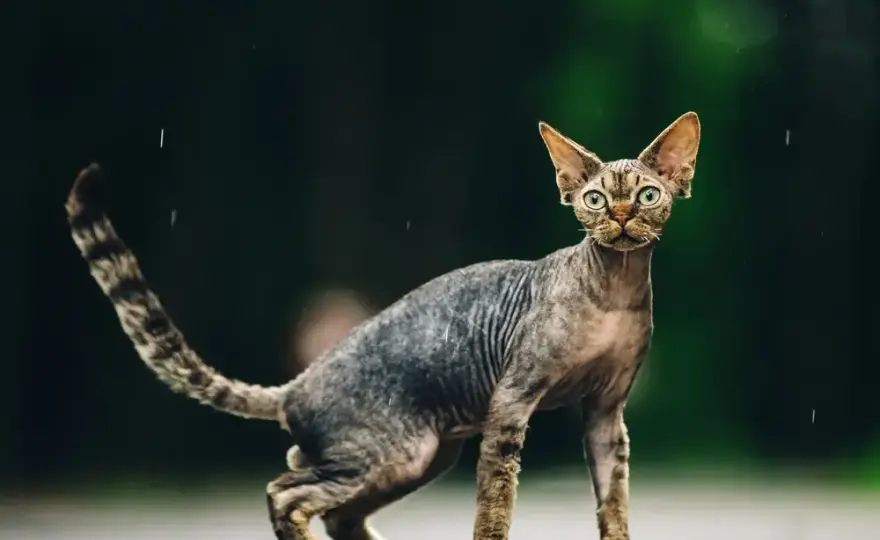 Devon Rex: Ile naprawdę kosztuje? Pełny budżet właściciela.