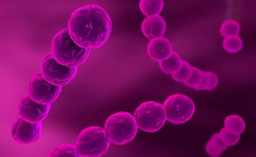 B-Streptokokken in der Schwangerschaft - was jetzt wichtig ist