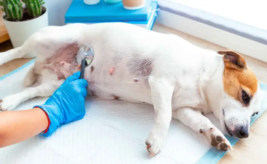 Mi perro orina sangre - ¿Qué hacer y cuándo es urgente?