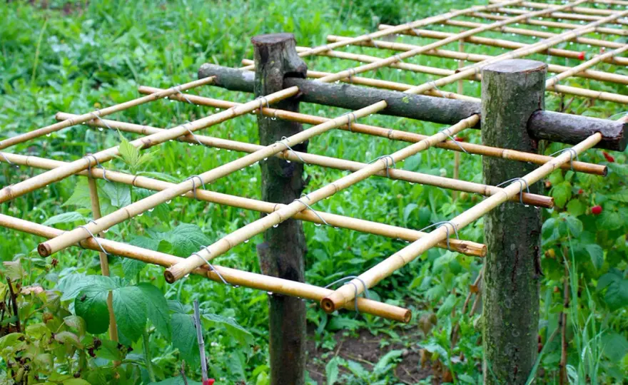 Himbeeren pflanzen - Standort, Abstand und Pflege einfach erklärt