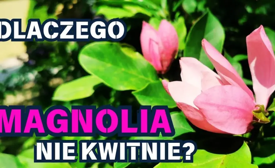 Czemu magnolia nie kwitnie? Odkryj najczęstsze przyczyny braku kwiatów