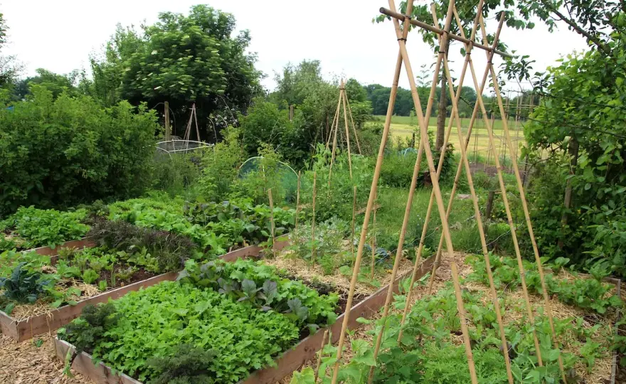 Permakulturgarten anlegen - klein starten, klug aufbauen