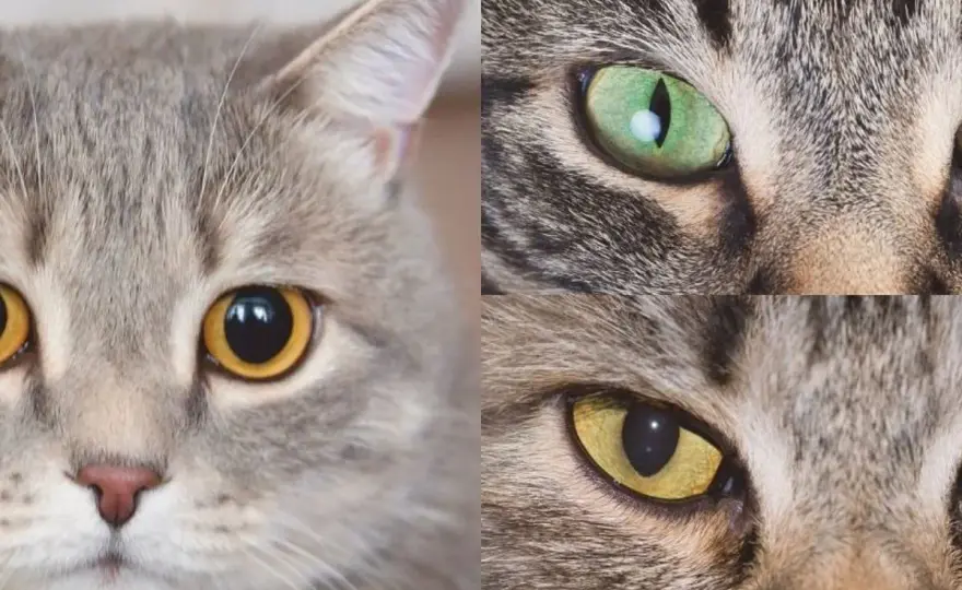 Pupilas dilatadas en gatos - ¿Normal o urgencia?